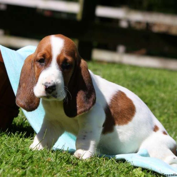 Jed, Basset Hound Puppy