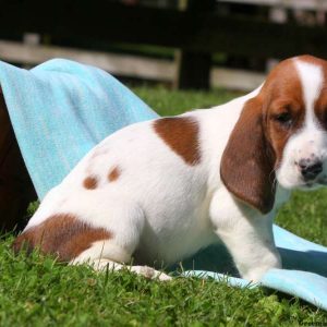 Jed, Basset Hound Puppy