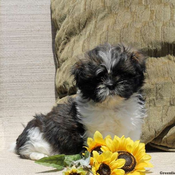 Jeffery, Shih Tzu Puppy