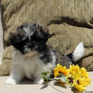 Jeffery, Shih Tzu Puppy