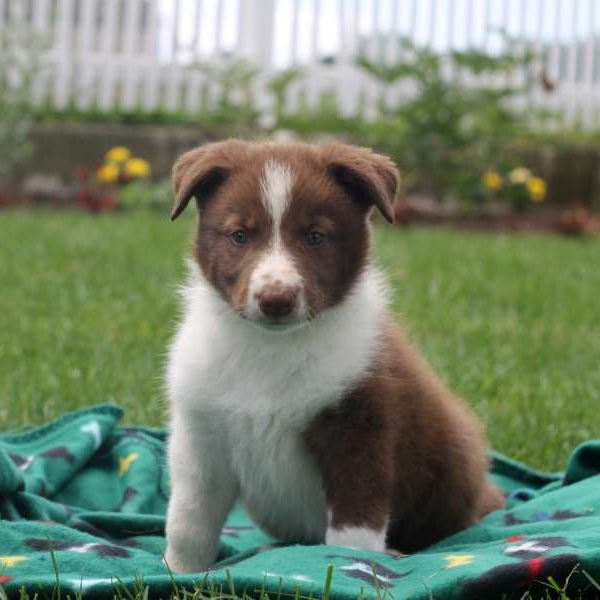 Jeffrey, Border Collie Puppy