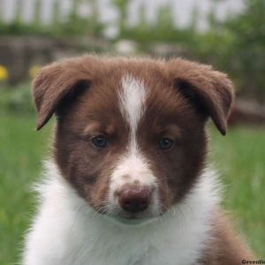 Jeffrey, Border Collie Puppy