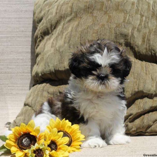 Jenna, Shih Tzu Puppy