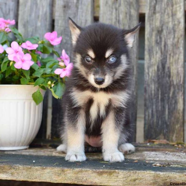 Jenna, Pomsky Puppy