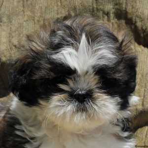 Jenna, Shih Tzu Puppy