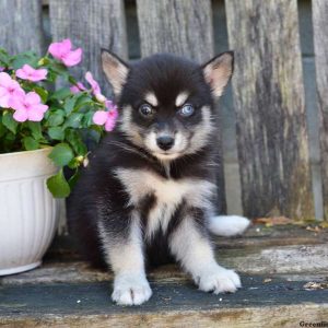 Jenna, Pomsky Puppy