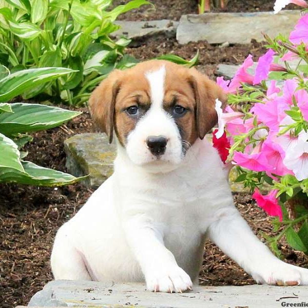 Jennings, English Springer Spaniel Mix Puppy