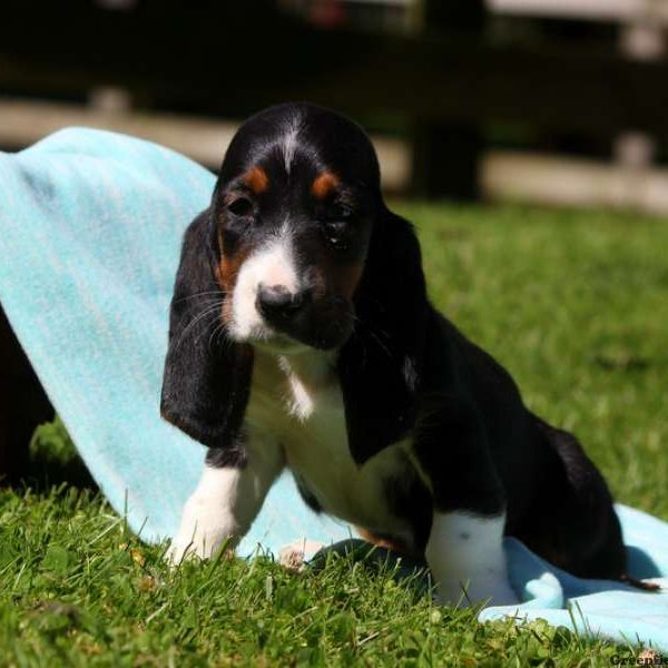 Jennings, Basset Hound Puppy