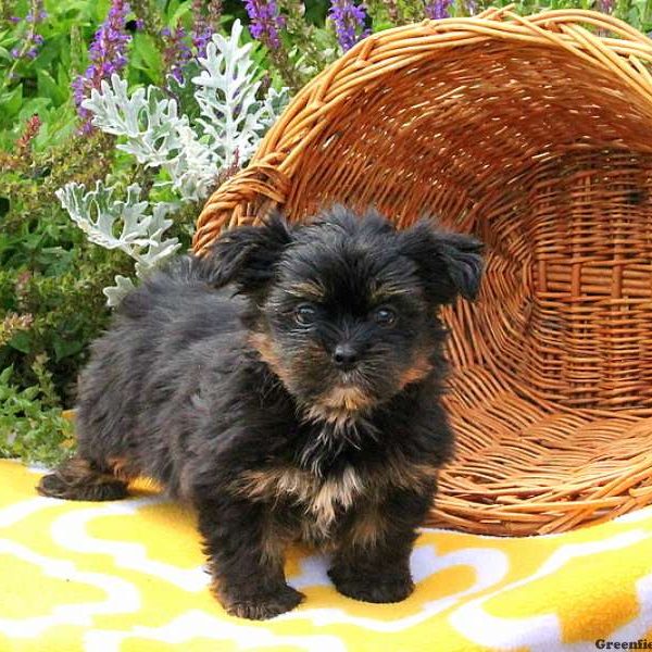 Jennings, Shorkie Puppy