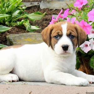 Jennings, English Springer Spaniel Mix Puppy