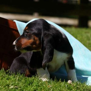 Jennings, Basset Hound Puppy