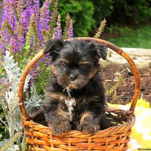 Jennings, Shorkie Puppy