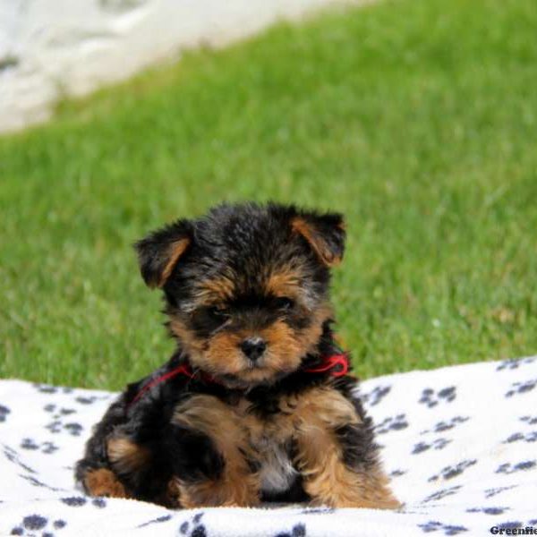 Jeremy, Yorkshire Terrier Puppy