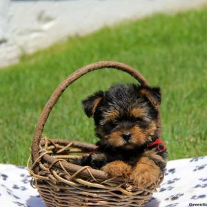 Jeremy, Yorkshire Terrier Puppy