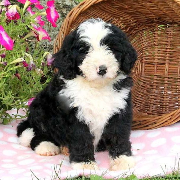 Jess, Bernedoodle Puppy