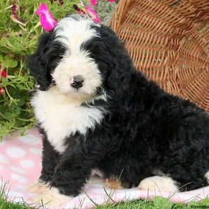 Jess, Bernedoodle Puppy