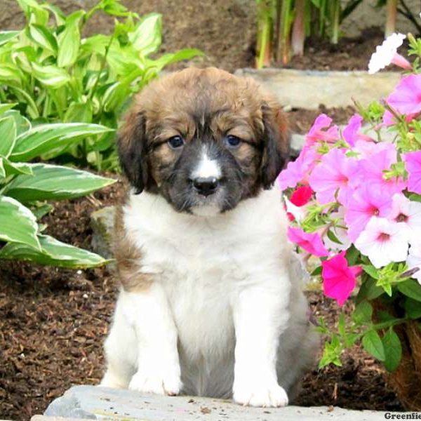 Jessa, English Springer Spaniel Mix Puppy