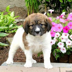 Jessa, English Springer Spaniel Mix Puppy