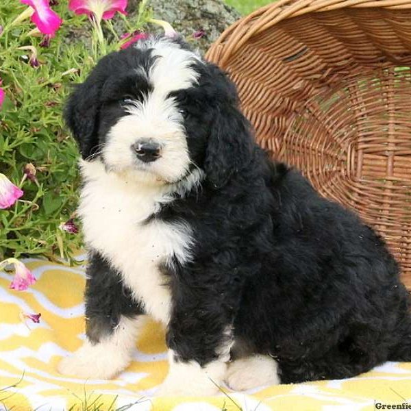 Jessen, Bernedoodle Puppy