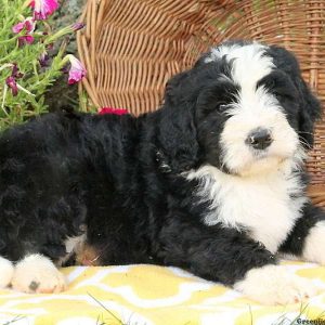 Jessen, Bernedoodle Puppy