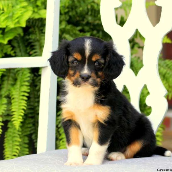 Jewel, Cavalier King Charles Mix Puppy