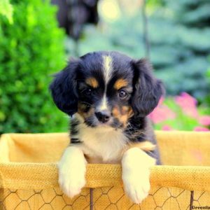 Jewel, Cavalier King Charles Mix Puppy