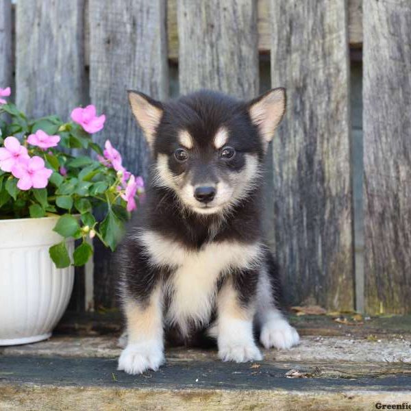 Jill, Pomsky Puppy