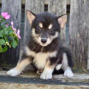 Jill, Pomsky Puppy