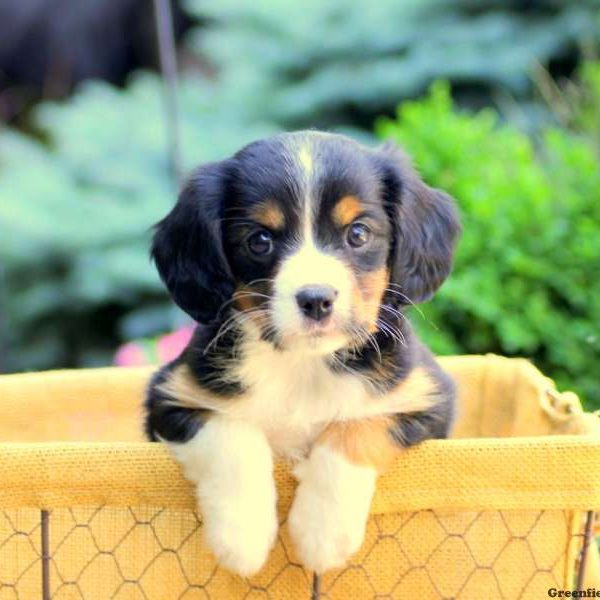 Jodie, Cavalier King Charles Mix Puppy