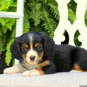 Jodie, Cavalier King Charles Mix Puppy