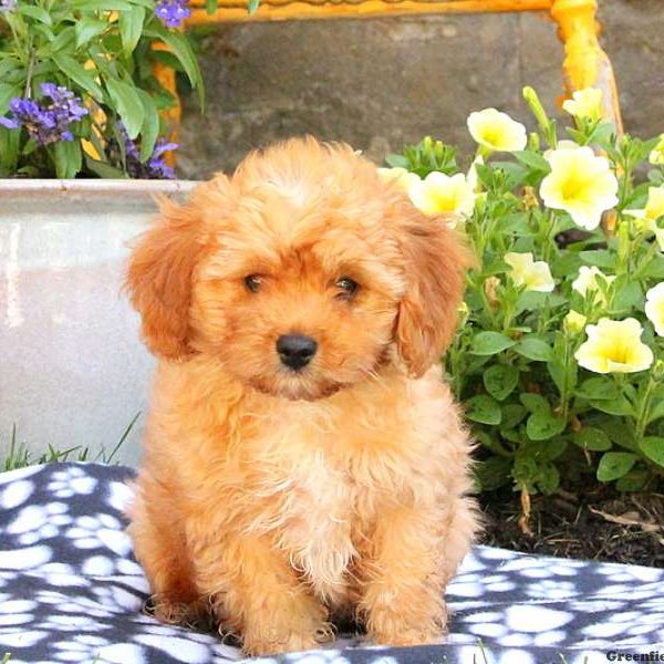 Joey, Cavapoo Puppy