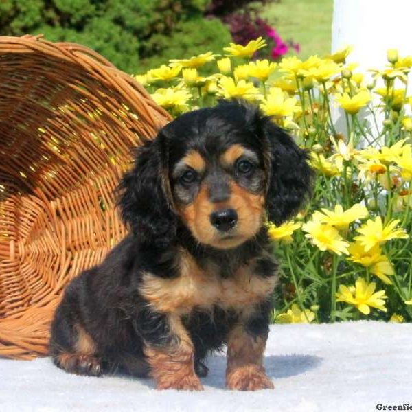 Joey, Dachshund Puppy