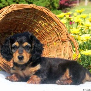 Joey, Dachshund Puppy