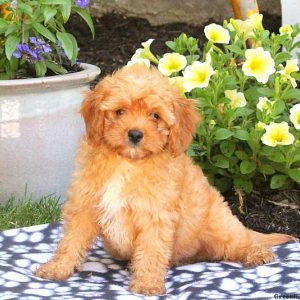 Joey, Cavapoo Puppy