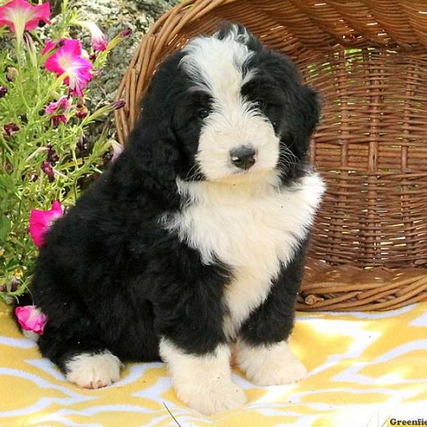 John, Bernedoodle Puppy