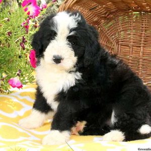 John, Bernedoodle Puppy