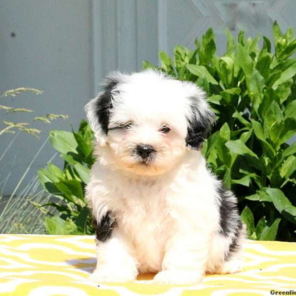 Johnny, Shih-Poo Puppy