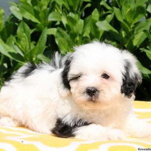 Johnny, Shih-Poo Puppy