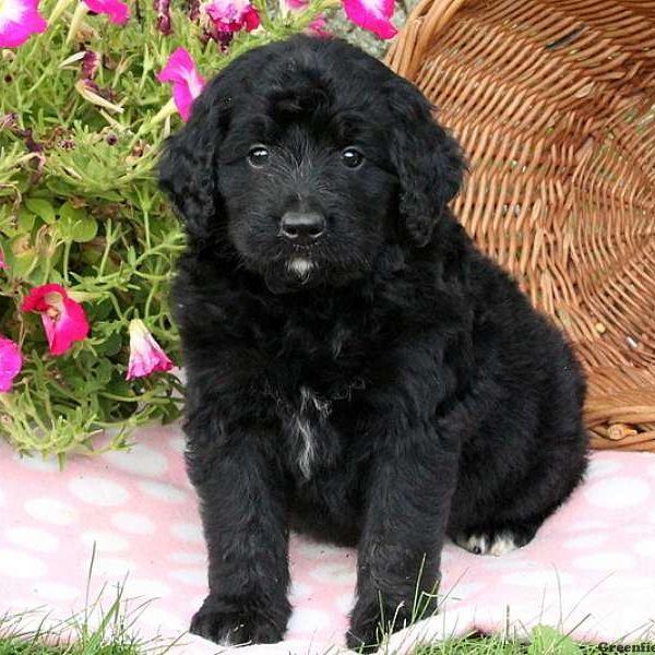 Jordan, Bernedoodle Puppy