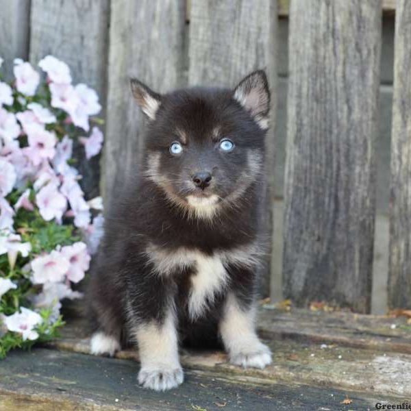 Jordan, Pomsky Puppy