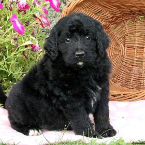 Jordan, Bernedoodle Puppy