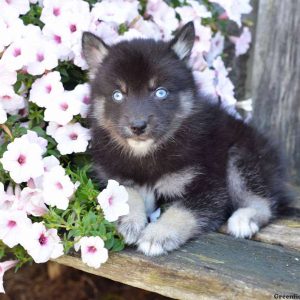 Jordan, Pomsky Puppy