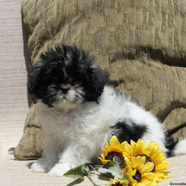 Jordana, Shih Tzu Puppy