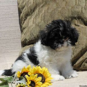 Jordana, Shih Tzu Puppy