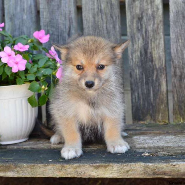 Joyce, Pomsky Puppy