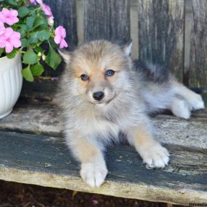 Joyce, Pomsky Puppy