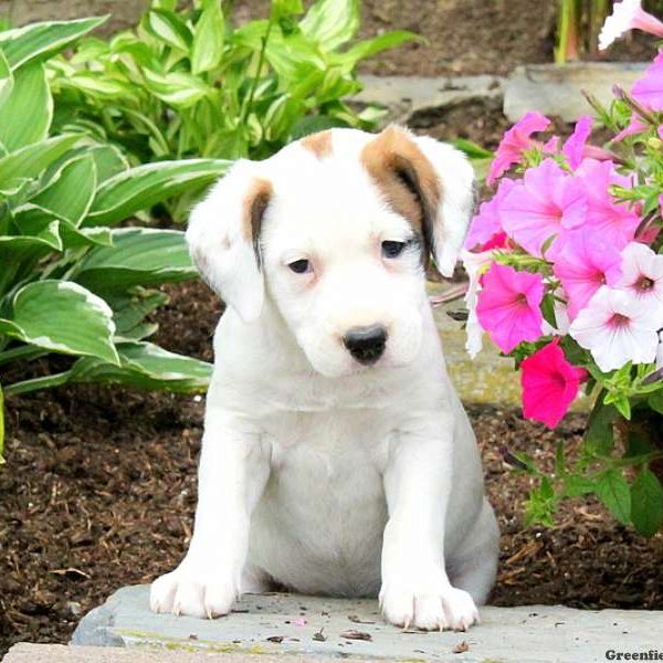 Junie, English Springer Spaniel Mix Puppy