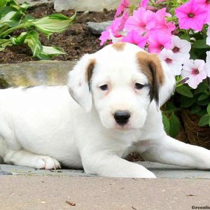 Junie, English Springer Spaniel Mix Puppy