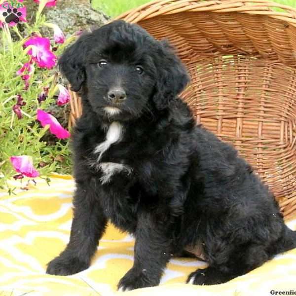 Juniper, Bernedoodle Puppy