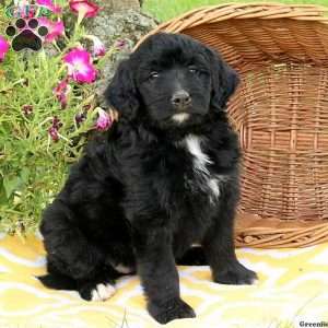 Juniper, Bernedoodle Puppy